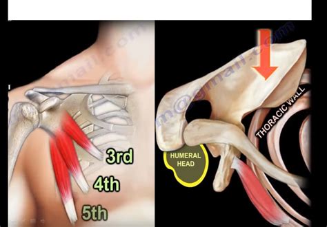 Anatomy Of The Pectoralis Minor Muscle —