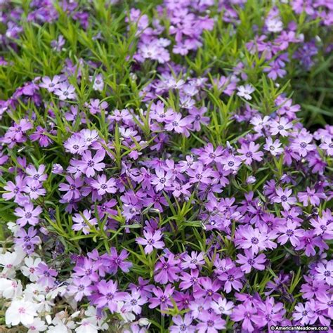 Purple Beauty Creeping Phlox Creates A Mat Of Bright Purple Blooms