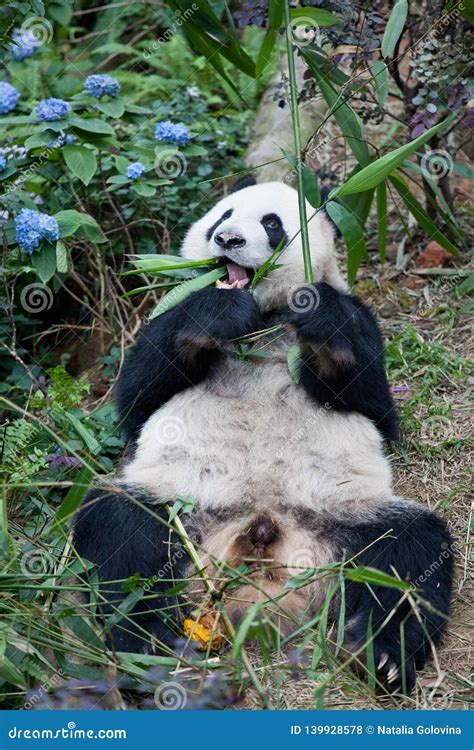 Portrait Of Giant Panda Ailuropoda Melanoleuca Or Panda Bear Close