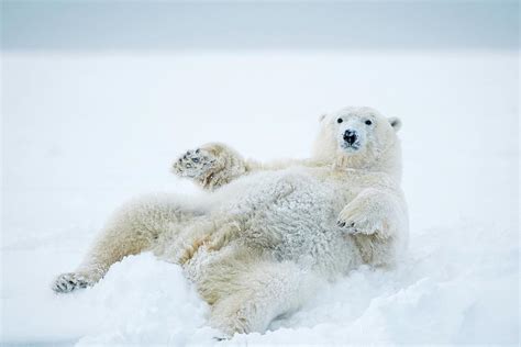 Female Polar Bear Ursus Maritimus Photograph By Steven Kazlowski Pixels