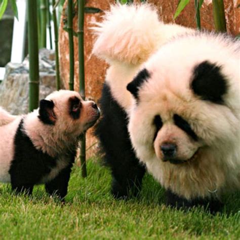 Chows Dyed As Pandas Panda Dog Panda Chow Chow Cute Animals