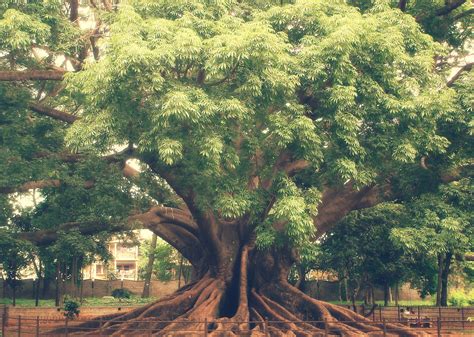 The Big Fat Tree Shot Taken At Lal Bag During The Bangalo Flickr