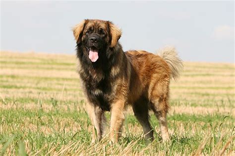 Leonberger Dog Breed Information