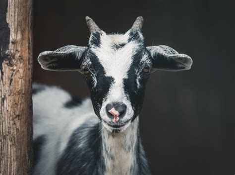 Fainting Goats Interesting Facts And Behavior Geography Scout