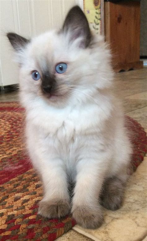 Myresa Is A Seal Point Ragdoll Kitten From Our Third Litter She Has