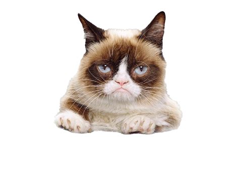 Grumpy Cat Face Png Png Mart