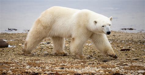 Churchill Polar Bear Tundra Lodge Adventure And Photo Tour