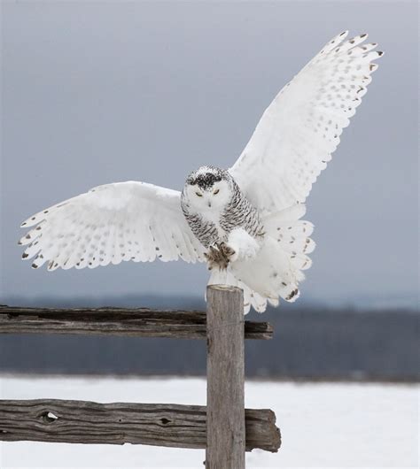 Snow Owl In Flight Jim Zuckerman Photography And Photo Tours