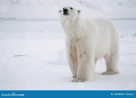 Polar Bear King Of The Arctic Stock Photo Image Of Animal