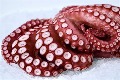 Buy Octopus Madako Tako Whole Cooked Catalina Offshore Online