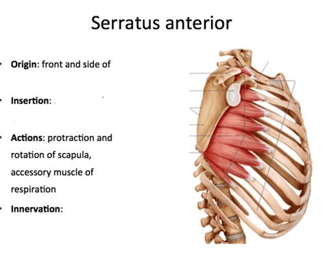 Serratus Anterior Origin And Insertion - Game Statistics - Serratus anterior