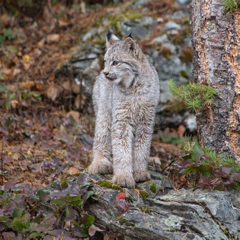 Canada Lynx Kitten Stock Image Image Of Head Outdoors 132966365