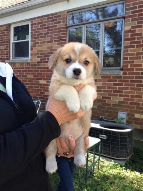 Corgi Puppies Rescue Ohio Petsidi