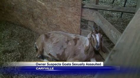 elusive goat rapist on prowl in florida according to woman daily mail online