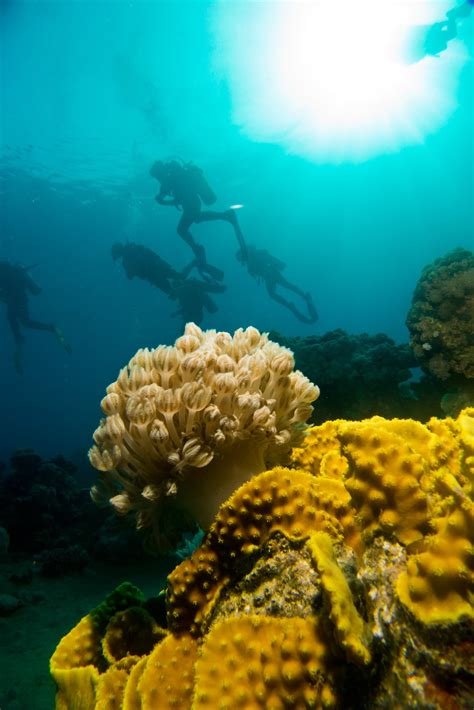 5 Easy Tips To Improve Your Underwater Photos Mozaik Uw Underwater