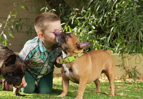 Why Do Dogs Lick People Answered By A Veterinarian