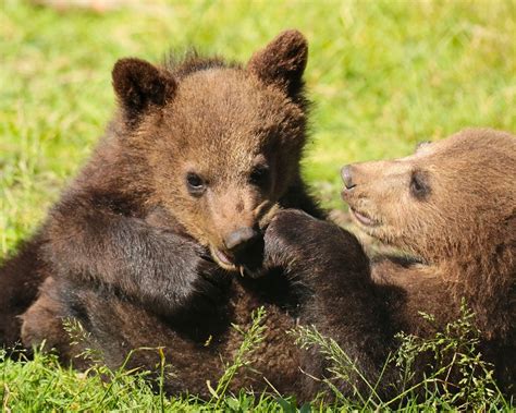 Wallpaper Two Bears Cubs Playful Grass 2560x1440 Qhd Picture Image