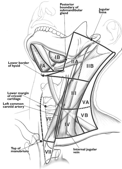 Cervical Lymph Node Stations Home Interior Design