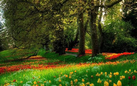 See more ideas about flowers, rose wallpaper, beautiful roses. forest, Flowers, Nature Wallpapers HD / Desktop and Mobile ...