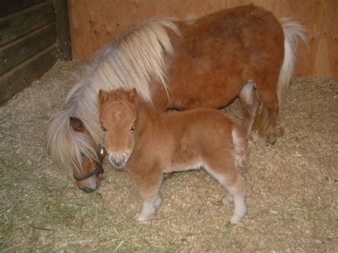 Miniature Horse Foal Miniature Horse Foal Miniature Horse Horses