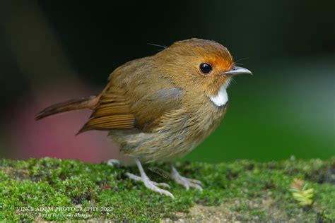 Rufous Browed Flycatcher Anthipes Solitaris Location Hi Flickr