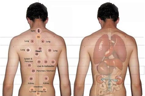There have been many abbreviations used to identify the acupuncture meridians, most are listed below. Carte des points hijama | yoga | Pinterest | Acupressure
