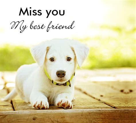 My world is thinning and it's all because of one person i'm missing. Miss You My Best Friend Puppy. Free Miss You eCards ...