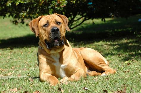 South african boerboels are the ultimate pet and companions because of their strength and temperament. South African Boerboel: 10 Reasons You Should Buy this ...