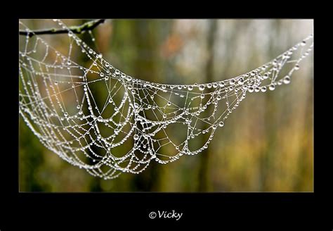 Spiderweb In Autumn By Vicky Dens Via 500px Spider Web Autumn