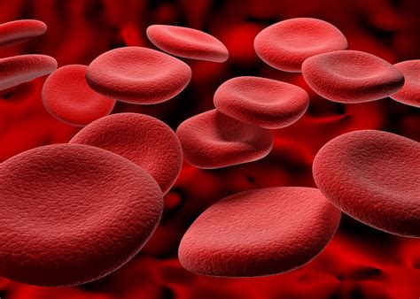 Blood Plasma Components Functions Britannica