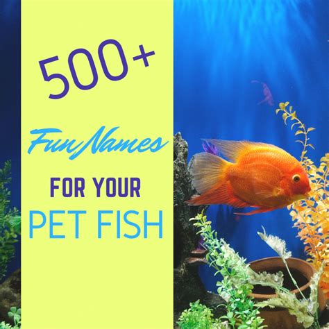 500 Cool And Creative Fish Names For Goldfish And Bettas Pethelpful
