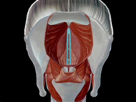 Anatomy And Physiology Phonation And The Larynx