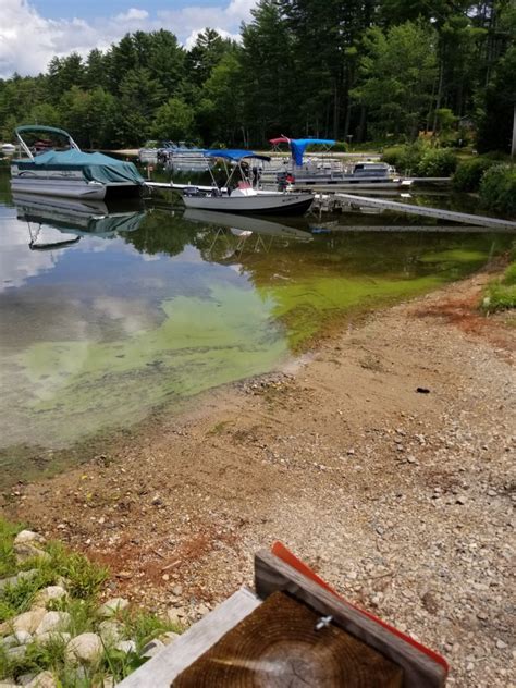 Cyanobacteria Warning Posted Province Lake Association