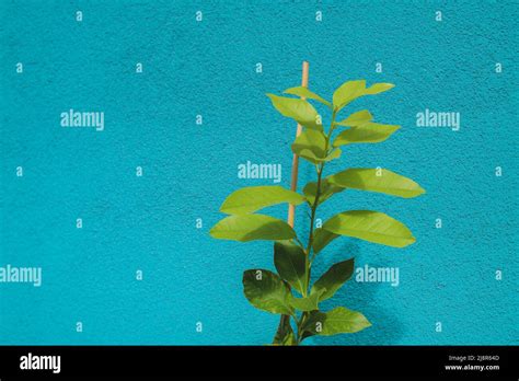 Small Lemon Tree Growing In Pot Copy Space Included Stock Photo Alamy