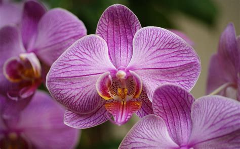Beautiful Orchids Wallpapers Wallpapersafari