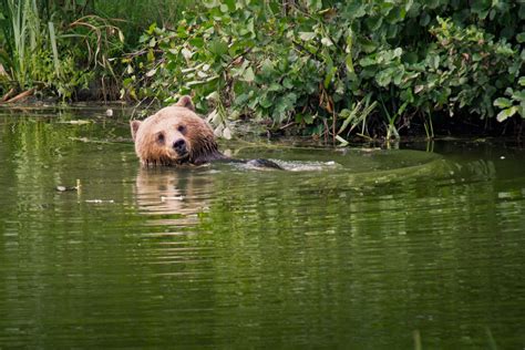 Free Brown Bear Swimming Stock Photo