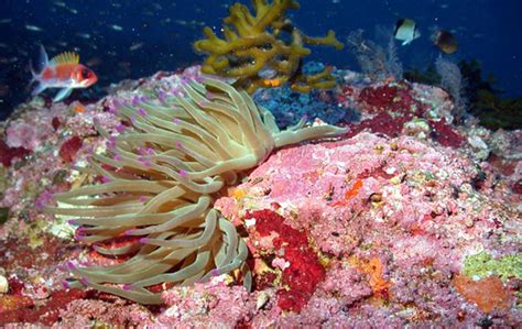 Giant Caribbean Sea Anemone Oceana