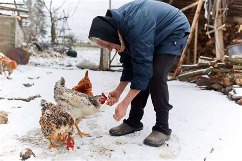 Can Chickens Eat Dog Food Top Outdoor Survival