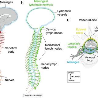 Spinal Cord Meninges And The Lymphatic System A The Central Nervous