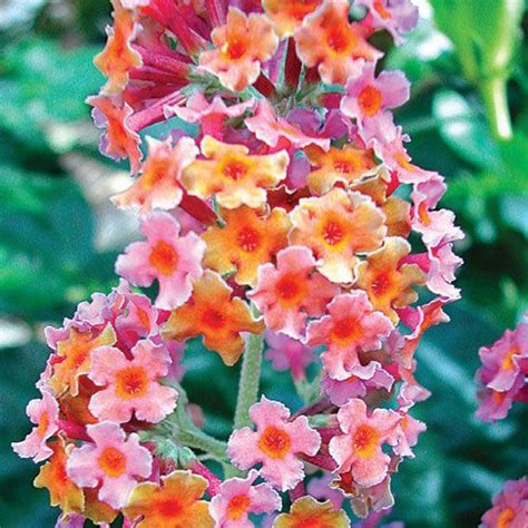 Kaleidoscope Butterfly Bushes For Sale Buy Rainbow Butterfly Bushes