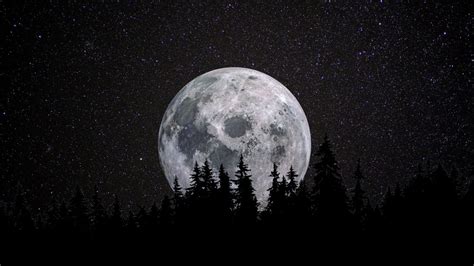 Full Moon Wallpaper 4k Forest Night Dark Starry Sky 5k 8k Nature