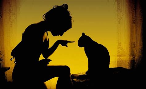 the black cat silhouette photo by sandy manase catwoman crazy cat lady crazy cats bad cats