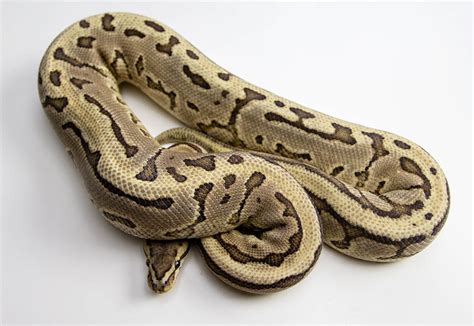 Are Ball Pythons Good Pet Snakes For A Beginner Pics