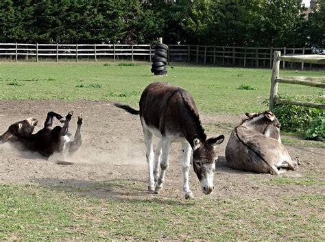 Donkeys Seen At Hounslow Urban Farm Maxwell Hamilton Flickr