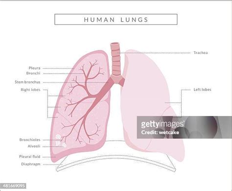 Human Lungs Diagram Photos And Premium High Res Pictures Getty Images