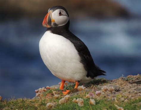 Where To Find Puffins In Scotland Owlcation