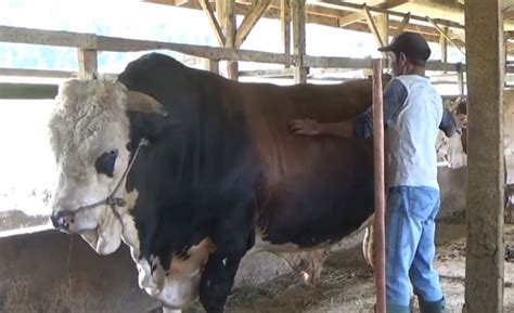 Jun 27, 2021 · sapi peternak agam seberat 1,3 ton calon kurban presiden agus mengatakan, pemerintah akan menyiapkan langkah yang mampu menjamin ketersediaan hijauan pakan sepanjang tahun dan pengembangan usaha sapi perah yang berkelanjutan. Ini Jenis Sapi yang Diincar sebagai Calon Kurban Presiden ...
