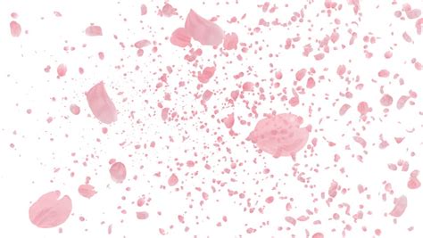 Cherry Blossom Petals Falling Stock Footage Video 5630441