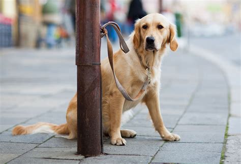 Do You Leave Your Dog Outside While Shopping Mad Paws Blog