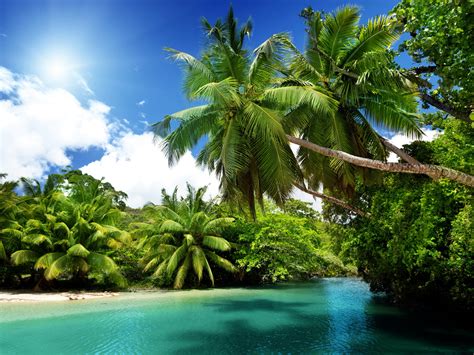 Exotic Island Palm Trees Sand Beach Ocean Turquoise Water Photo